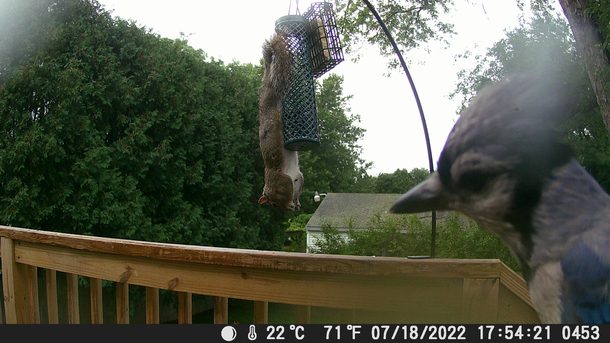 The picture that convinced me I DO need a squirrel-proof feeder after all