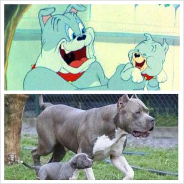 The pitbull picture totally reminded me of these two 