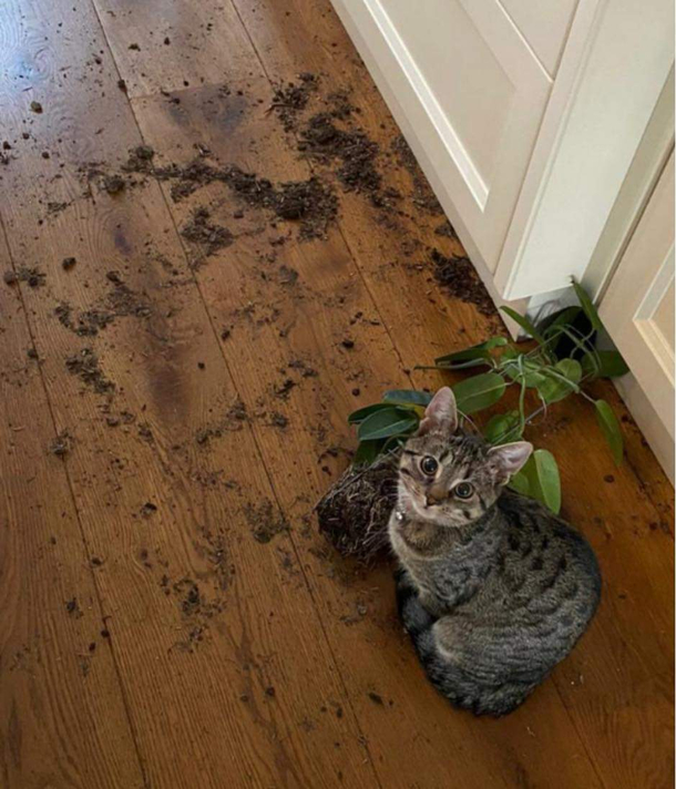 The plant attacked me first