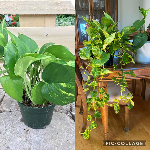 The plant I thought I bought  online for curbisde pickup vs the plant they put in my car