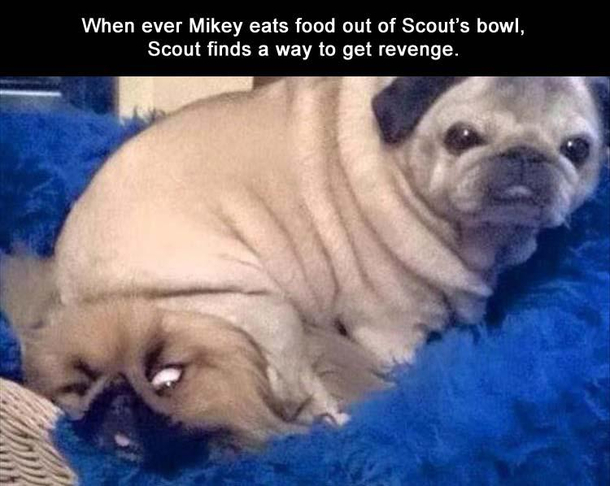 The poor dog