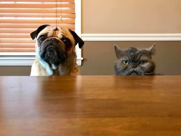 The pug is the concerned mother while the cat is the disappointed father