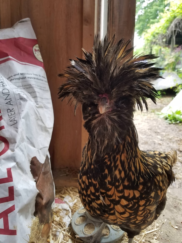 The rain does not do wonders for her fro