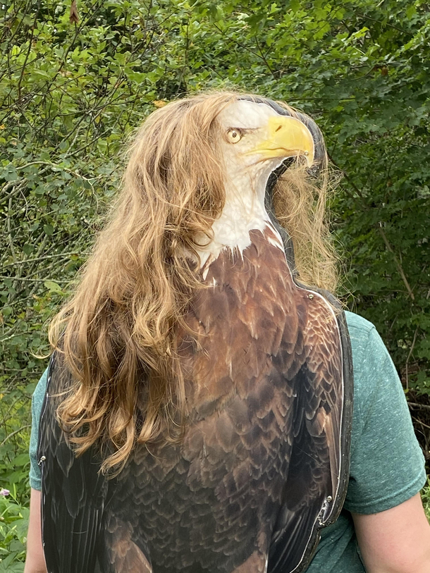 The rare and elusive not-so-bald eagle