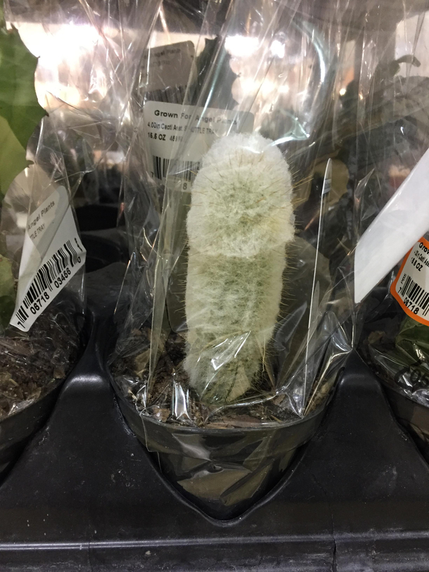 The rare Home Depot fuzzy cocktus