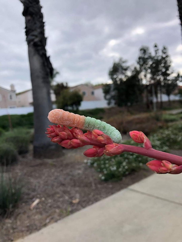 The rather friendly gummy worm which is rarely seen in its natural habitat