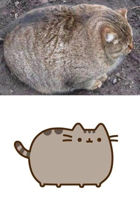 The real life Pusheen