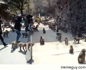 The Real Rise of the Planet of the Apes