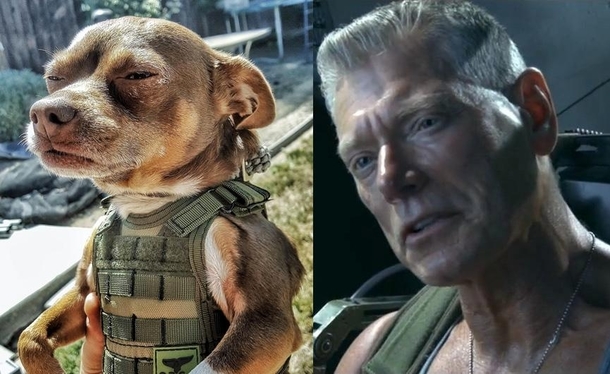 The resemblance is uncanine