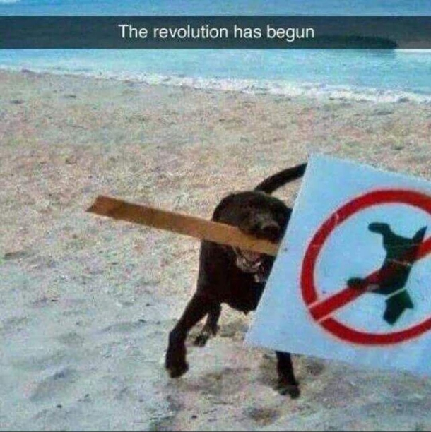 The revolution has begun