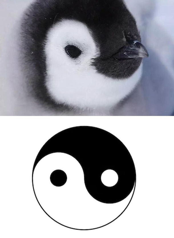 The secrets of the universe penguins