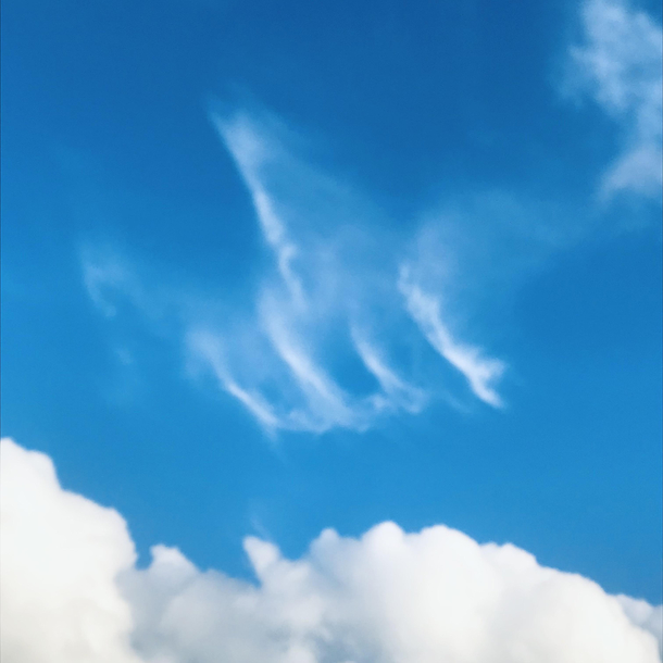 The sky flipped a skeletal bird at me just five minutes ago