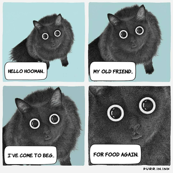 The sound of meow