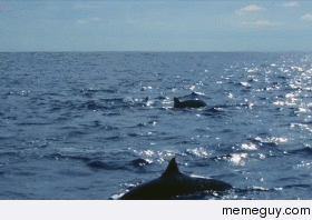 The Spinner Dolphin