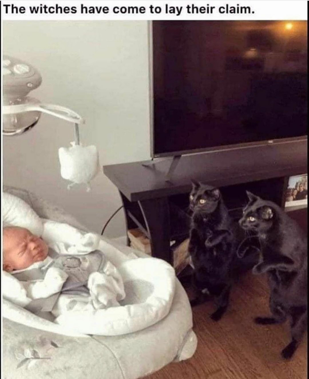 The stance and the look of the cats