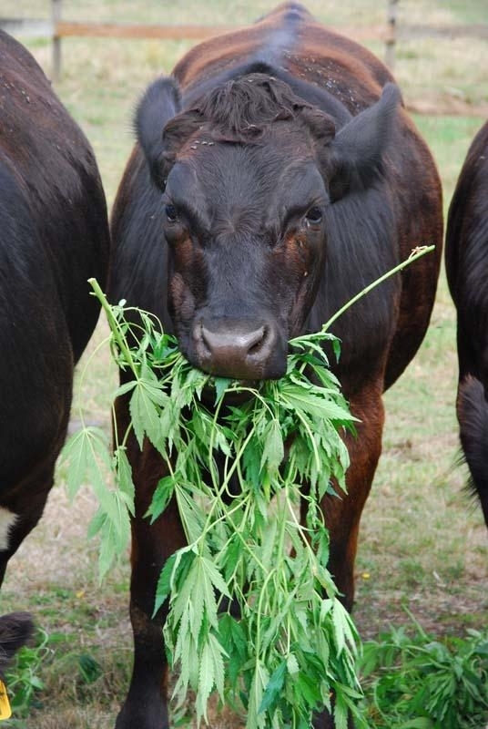 The steaks have never been higher