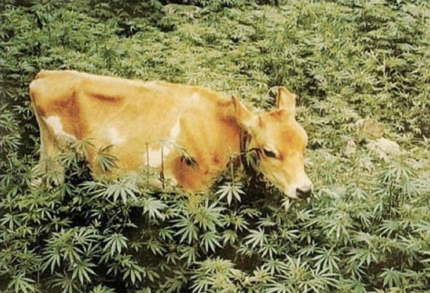 The steaks have never been higher