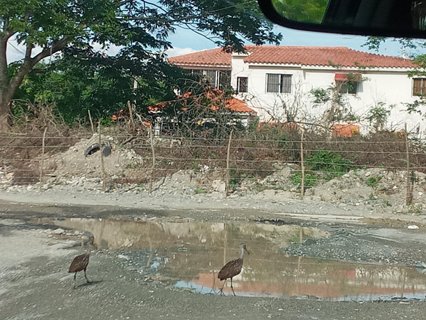 The street near our house is so bad and flooded with water rhat we noticed some waterfowl chilling in it on the drive home