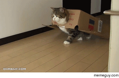 The super box cat