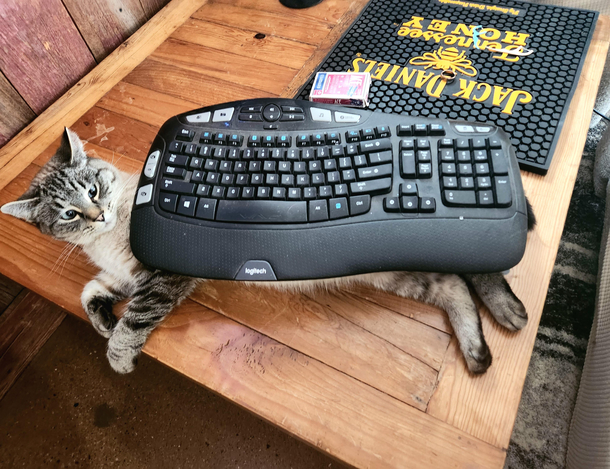 The tables have turned cat