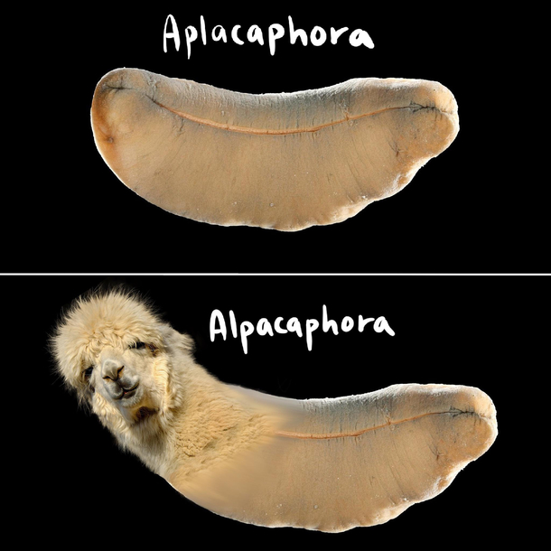 The things I actually think of during biology