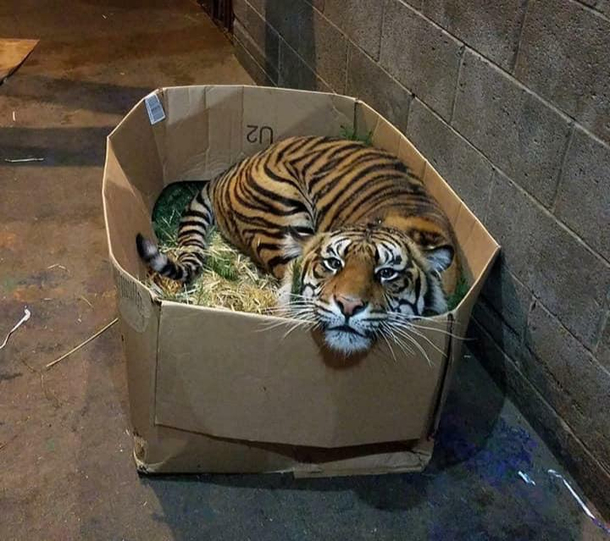 The Tiger is in downtown Portland