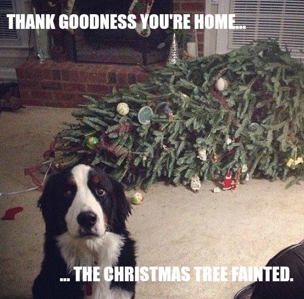 The tree fainted