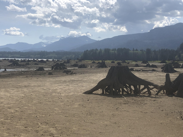 The tree stump in this lake bed looks like its in the middle of nope ing from its original spot Baker Lake WA