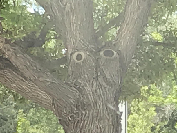 THE TREES HAVE EYES