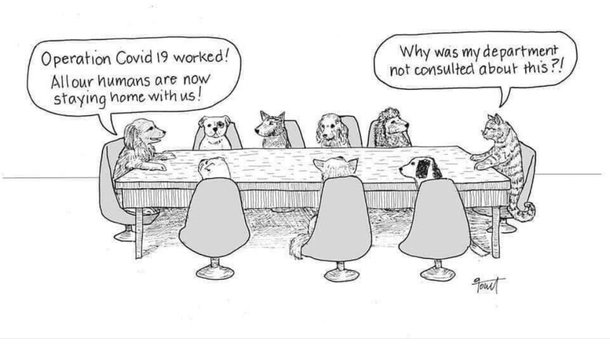 The Truth About Cats and Dogs