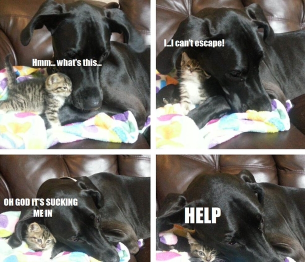 The truth behind the guy who thought his dog would eat his kitten