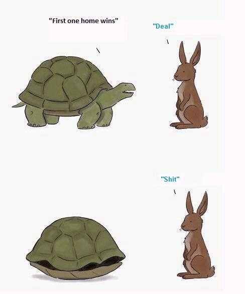 the turtle wins yet another race