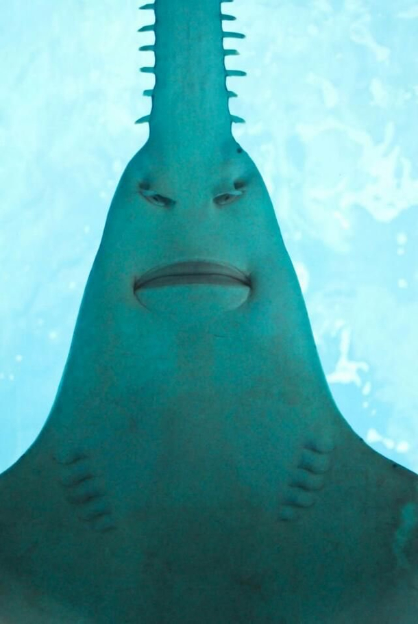 The underside of a Sawfish