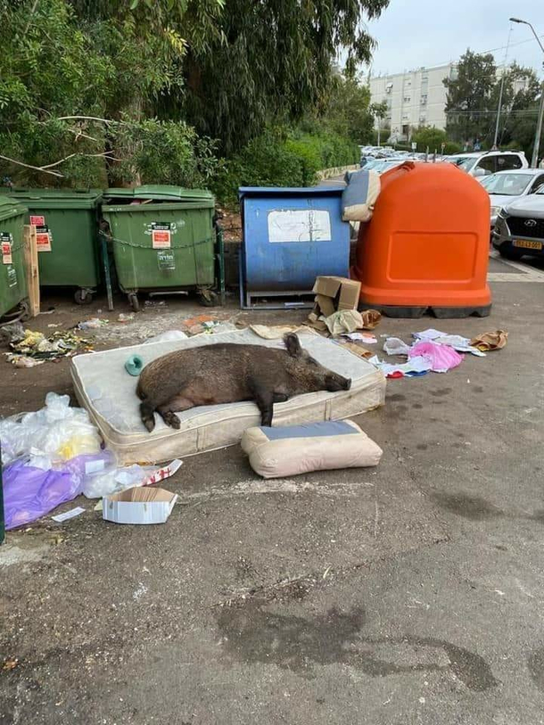 The universal pandemic experience eating garbage and falling asleep on the nearest comfortable thing