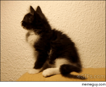 [Imagen: the-unnecessary-cat-gif-85171.gif]