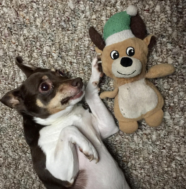 The Untouchable Christmas Bear