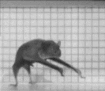 The Vampire bat is the only species of bat with the ability to maneuver on land running and hopping at surprising speeds