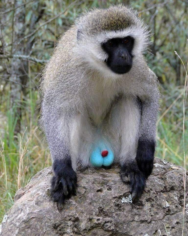 The vervet monkey Chlorocebus pygerythrus also widely publicized as the blue egg monkey is a primate native to Africa In this species monkeys have blue testicles in contrast to the red reproductive organ