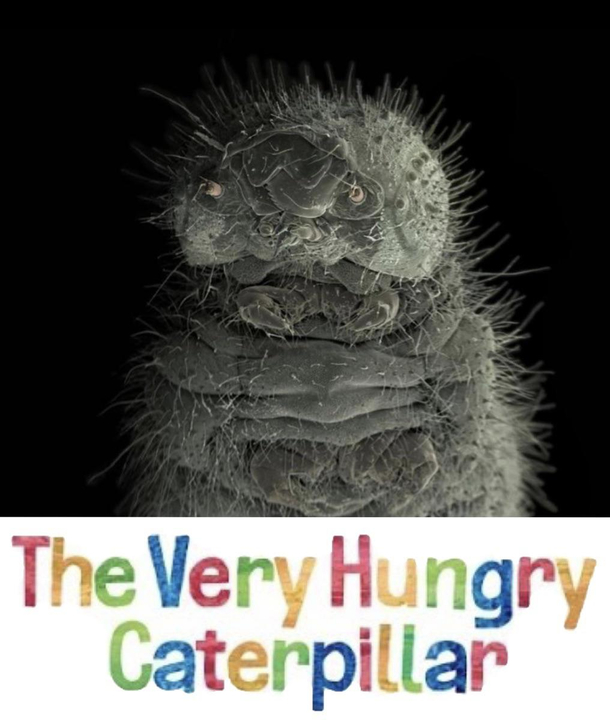 The Very Hungry Caterpillar electron microscope version