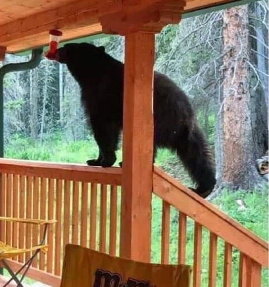 The very rare amp elusive Hummingbear