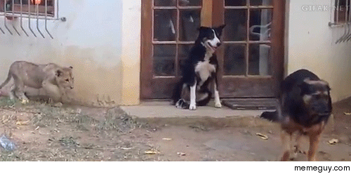 The Watchdog