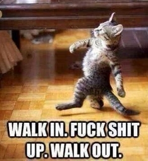 The way it always is with my cats