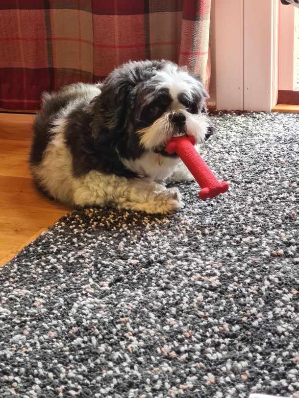 The way my dog was chewing his toy makes it look like he has silly teeth