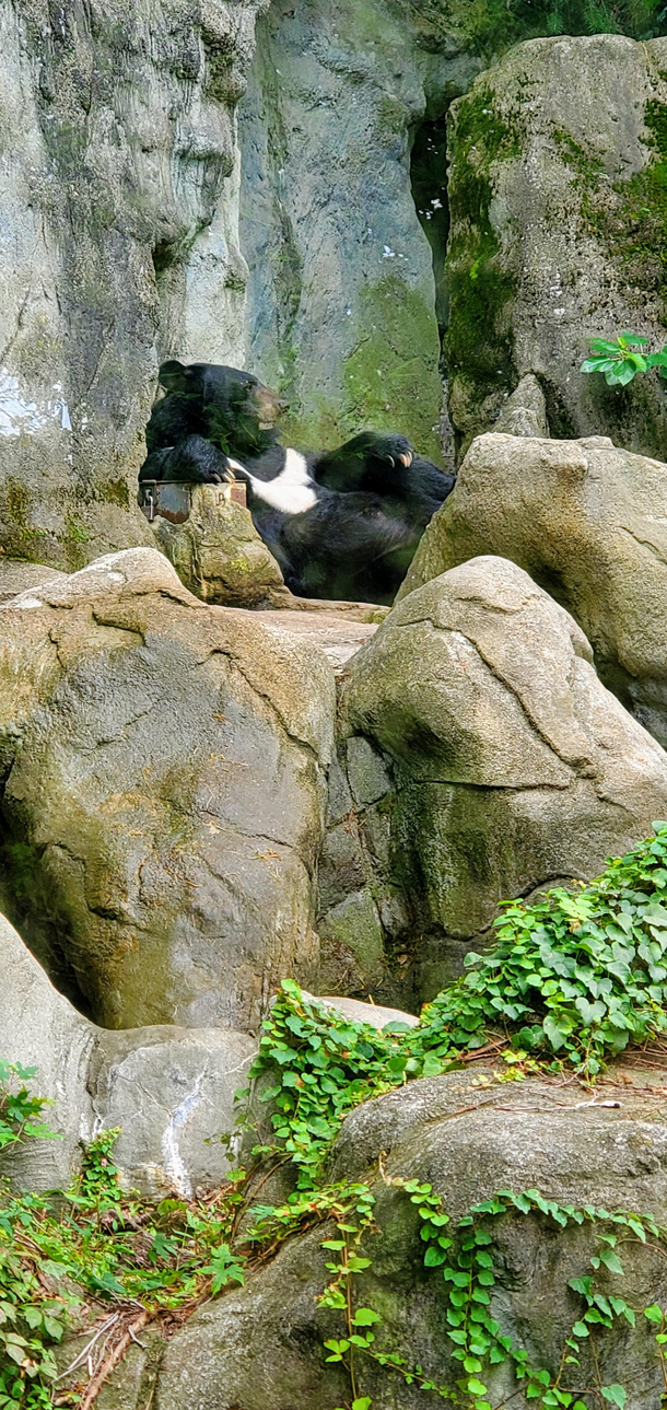 The way this bear is lounging at the zoo