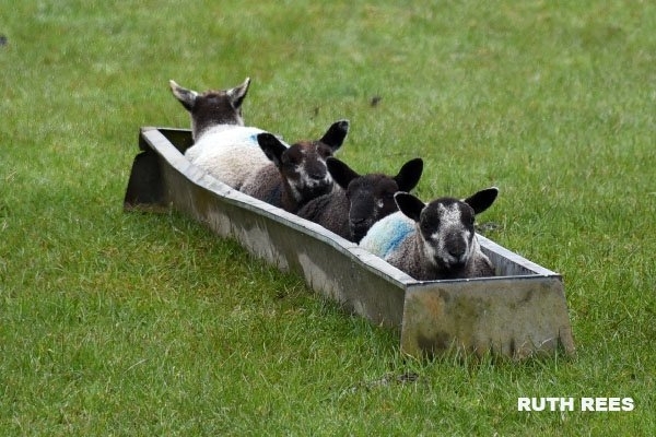 The Welsh bobsleigh team