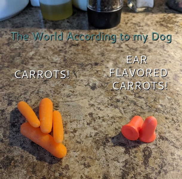 The world according to my dog