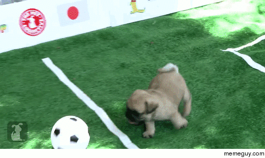The World Pup 