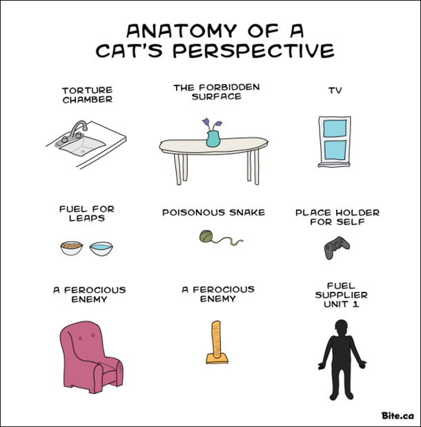 The world through the eyes of a cat