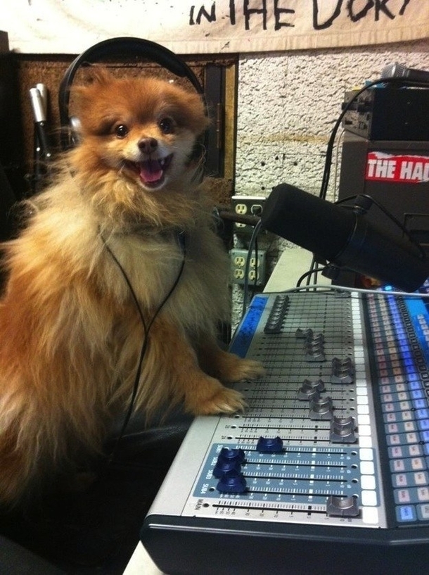 The worlds happiest canine DJ