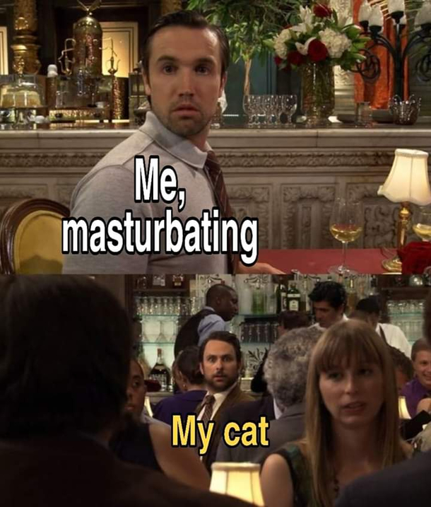 Then it gets too weird and your cat gave you blue balls